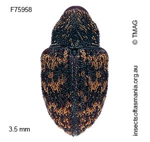 Tyrtaeosus urens