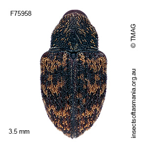 Tyrtaeosus urens