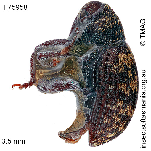 Tyrtaeosus urens