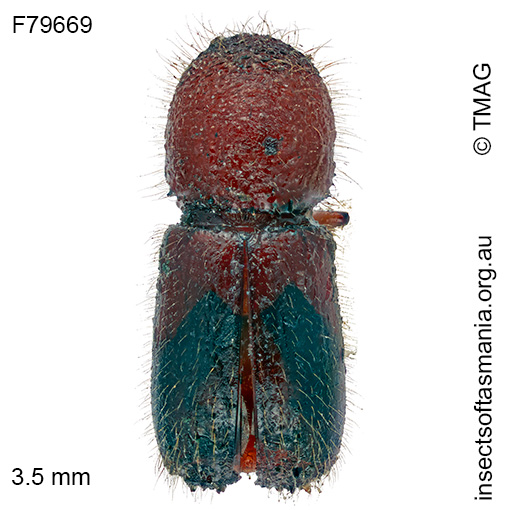 Ambrosiodmus-compressus Ambrosiodmus compressus
