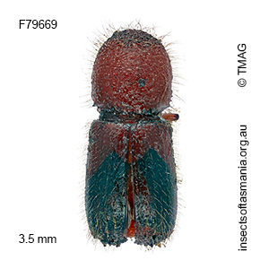 Ambrosiodmus compressus