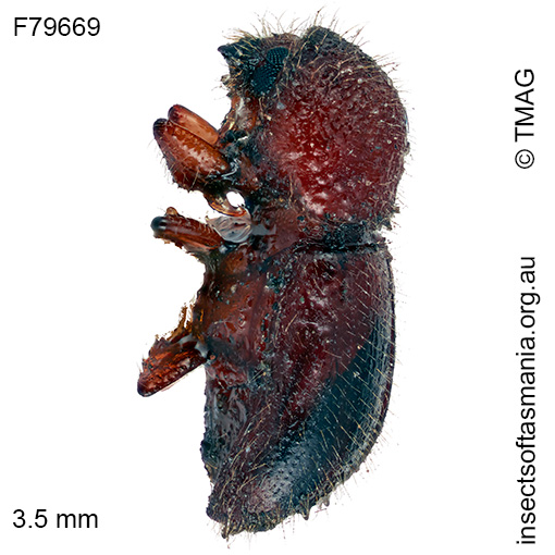 Ambrosiodmus-compressus_a Ambrosiodmus compressus
