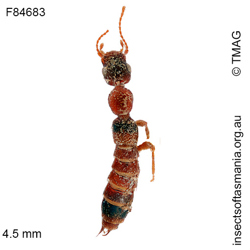 Astenus-simsoni Astenus simsoni