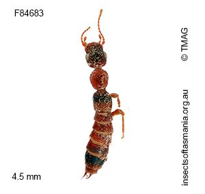 Astenus simsoni