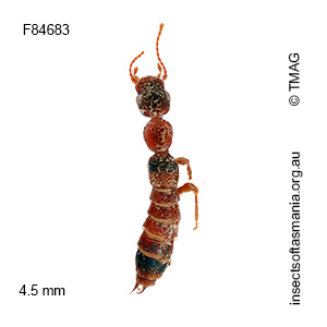 Astenus simsoni