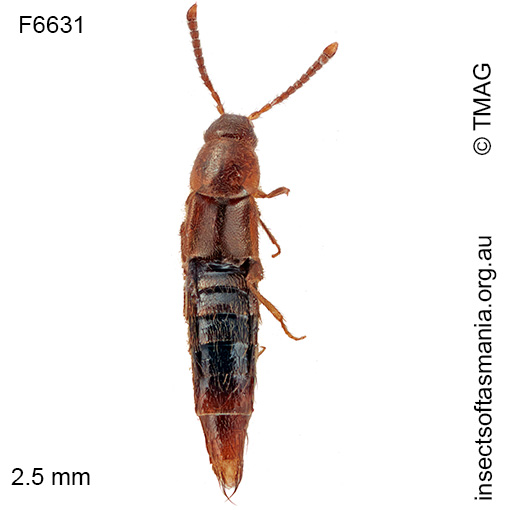 Acrotona -fieldimontis Acrotona fieldimontis
