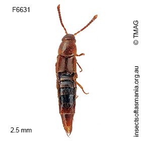 Acrotona fieldimontis