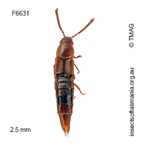 Acrotona fieldimontis