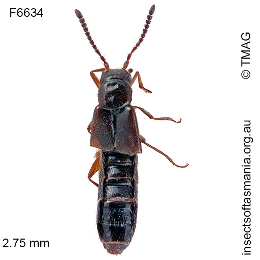 Australoconota-fieldimontis Australoconota fieldimontis
