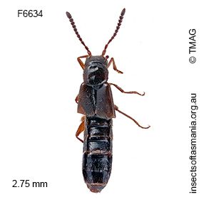 Australoconota fieldimontis