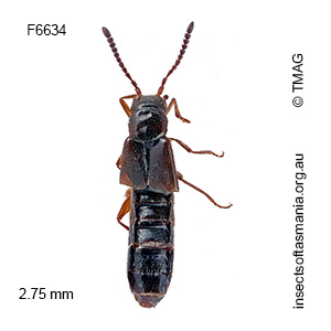 Australoconota fieldimontis