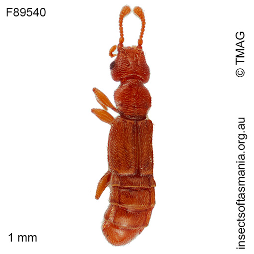 Austroplectus TFIC sp 01