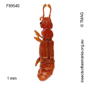 Austroplectus TFIC sp 01
