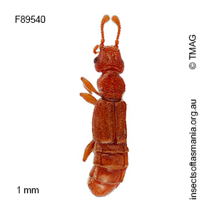 Austroplectus TFIC sp 01
