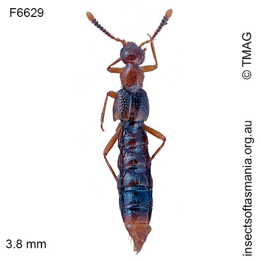 Blepharhymenus apicicornis