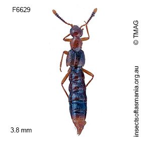 Blepharhymenus apicicornis