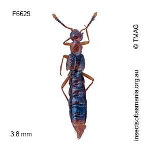 Blepharhymenus apicicornis