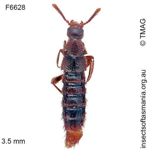 Blepharhymenus fieldimontis
