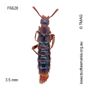 Blepharhymenus fieldimontis