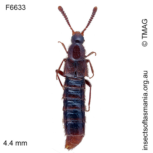 Calodera arverensis