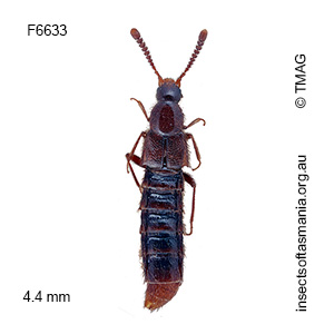 Calodera arverensis