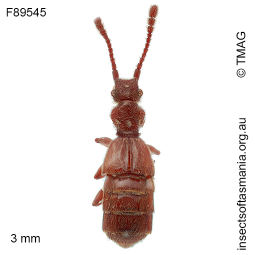 Chalcoplectus depressus