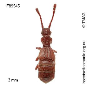 Chalcoplectus depressus