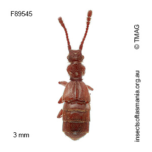 Chalcoplectus depressus