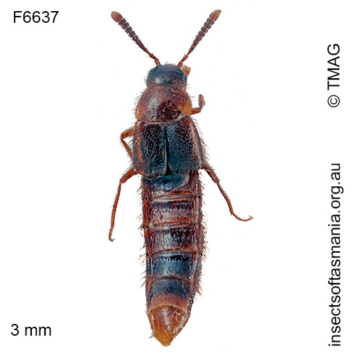 Coenonica wellingtonica