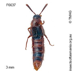 Coenonica wellingtonica
