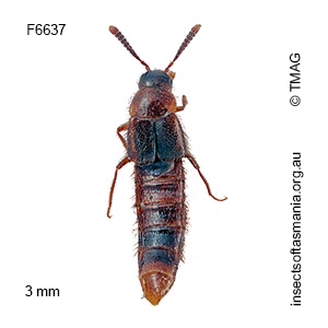 Coenonica wellingtonica