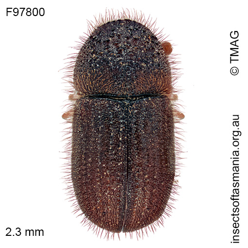 Cryphalus pilosellus