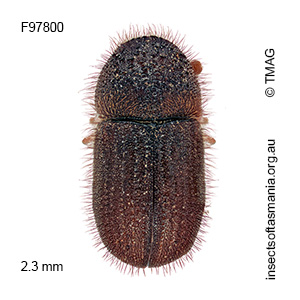 Cryphalus pilosellus