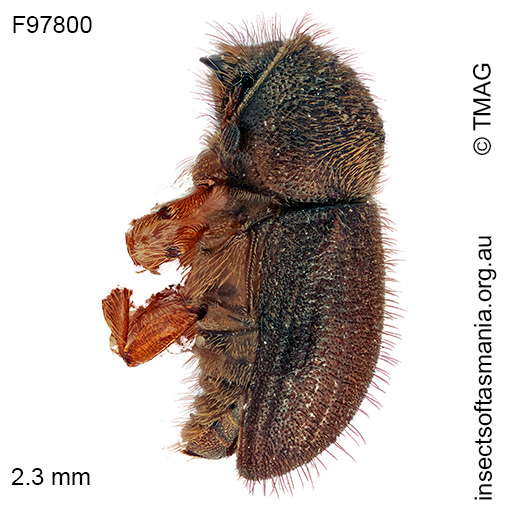 Cryphalus pilosellus