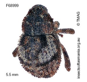 Decilaus infaustus
