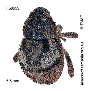 Decilaus infaustus