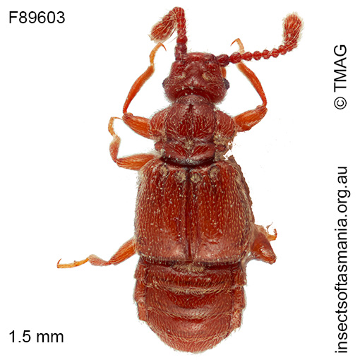 Deroplectus excisus