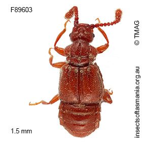 Deroplectus excisus