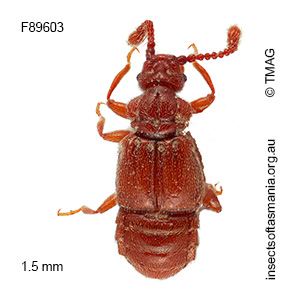 Deroplectus excisus