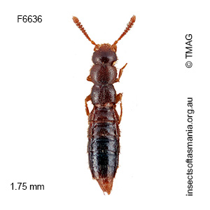 Diestota hartzmontium