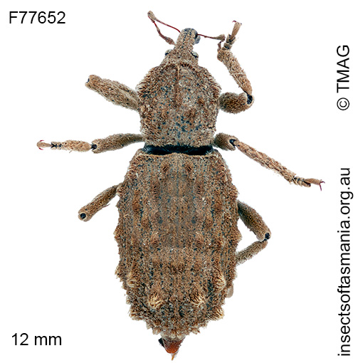 Dinichus terreus