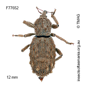 Dinichus terreus