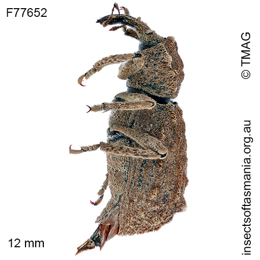 Dinichus terreus