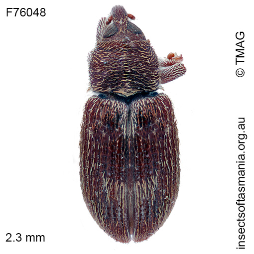 Elleschodes-eucalypti Elleschodes eucalypti
