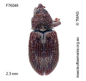 Elleschodes eucalypti