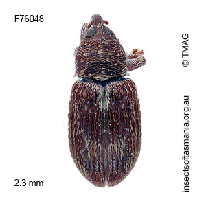 Elleschodes eucalypti