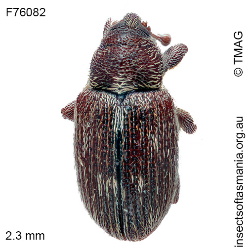 Elleschodes wellingtoniensis