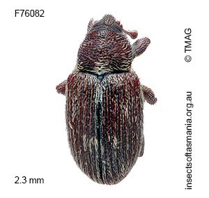 Elleschodes wellingtoniensis