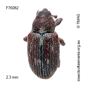 Elleschodes wellingtoniensis