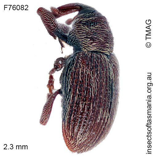 Elleschodes wellingtoniensis